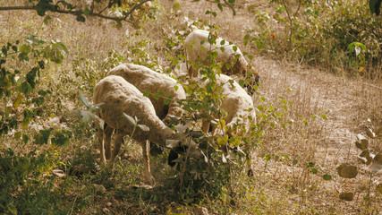 Naklejka na ściany i meble A herd of sheep is grazing under sun in a natural outdoor fields. 