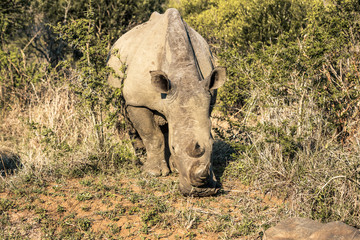 Obraz premium A rhino eating grass in the Hluhluwe - Imfolozi National Park, South Africa