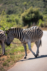 A zebra eating grass in the Hluhluwe - imfolozi National Park in South Africa