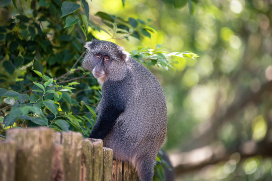 Samango monkey portrayed during a safari in the Hluhluwe - imfolozi National Park in South Africa