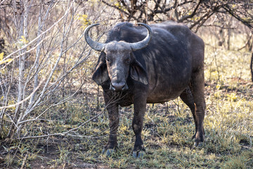 Fototapeta na wymiar A gnu (wildebeest) portrayed during a safari in the Hluhluwe - imfolozi National Park in South Africa