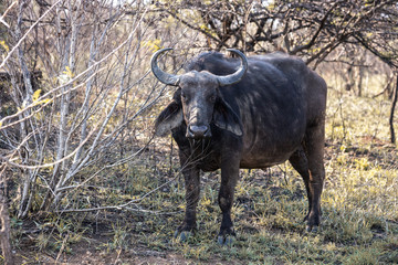 Fototapeta premium A gnu (wildebeest) portrayed during a safari in the Hluhluwe - imfolozi National Park in South Africa