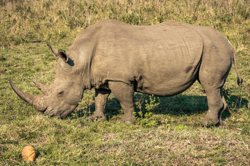 A white rhino eating grass during a safari in the Hluhluwe - imfolozi National Park in South Africa