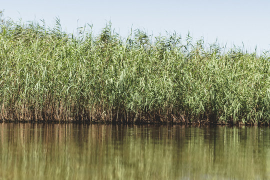 reeds in the lake