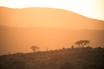 Naklejka premium The sun rising at dawn over the hills of the Hluhluwe - imfolozi National Park in South Africa
