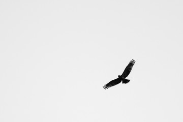 A bird of prey flying wingspread in the Hluhluwe - imfolozi National Park in South Africa