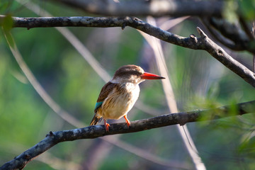A Brown-hooded kingfisher resting on a branch in the Hluhluwe - imfolozi National Park in South Africa