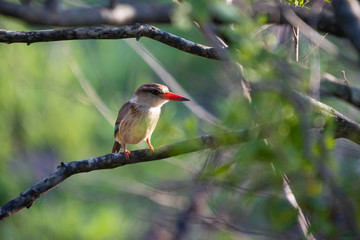 A Brown-hooded kingfisher resting on a branch in the Hluhluwe - imfolozi National Park in South Africa