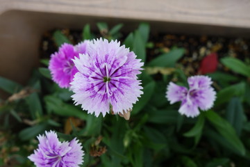 Fototapeta premium 屋外に咲いた白とピンクの撫子の花