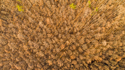 Winter coniferous forest seen from the sky A