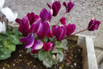 冬に咲いた紫のシクラメンの花