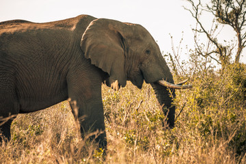 Obraz premium An african elephant at sunrise during a safari in the Hluhluwe - imfolozi National Park in South Africa