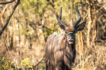 A male Kyala seen during a safari in the Hluhluwe - imfolozi National Park in South Africa
