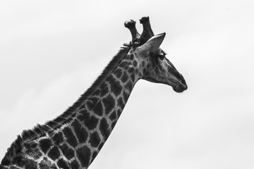 A giraffe during a safari in the Hluhluwe - imfolozi National Park in South Africa