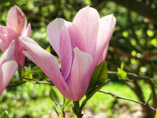 closeup of pink magnolia blossom