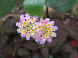 purple blossoms of wild-sage (Lantana camara)