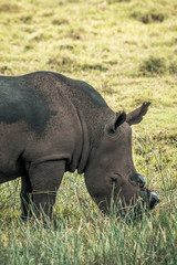 Black rhino eating grass in the Isimangaliso National Park in Southafrica