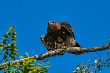 Harris's hawk, Parabuteo unicinctus, bay-winged hawk or dusky hawk