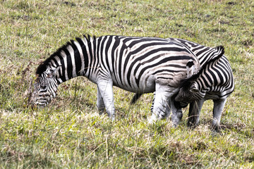 Fototapeta na wymiar Zebras eating grass in the Isimangaliso National Park in Southafrica
