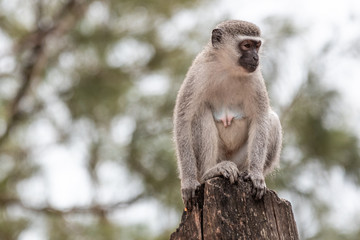 Naklejka na ściany i meble Vervet monkey (chlorocebus pygerythrus) in the Isimangaliso National Park in Southafrica