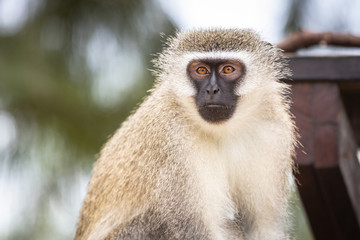 Vervet monkey (chlorocebus pygerythrus) with big eyes in the Isimangaliso National Park in Southafrica