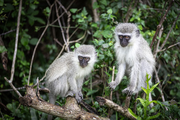 Naklejka na ściany i meble Two vervet monkeys (chlorocebus pygerythrus) in the Isimangaliso National Park in Southafrica