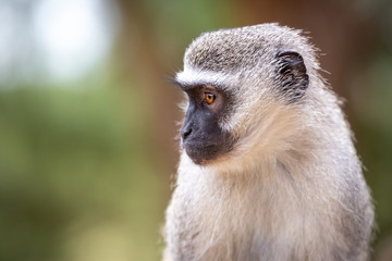 Vervet monkey (chlorocebus pygerythrus) with big eyes in the Isimangaliso National Park in Southafrica