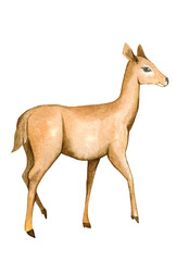 Watercolor realistic deer. Hand drawn zoo illustration 