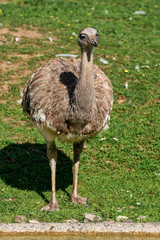 Darwin's rhea, Rhea pennata also known as the lesser rhea.