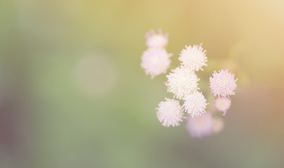 Little flowers on nature beautiful background.Spring summer border template floral background.Copy space.