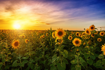 Beautiful sunset over sunflower field