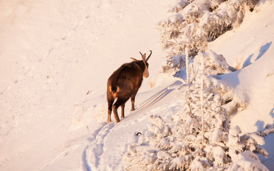 wild chamois goat walking sad in the snow