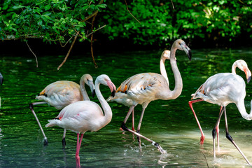 The American flamingo, Phoenicopterus ruber is a large species of flamingo