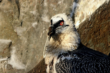 bird of prey