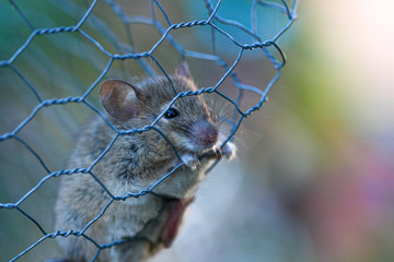 Mouse in a chainlink fence