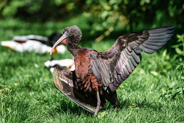 Glossy ibis, Plegadis falcinellus in a german zoo
