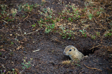 The European ground squirrel (Spermophilus citellus)