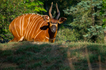 The bongo (Tragelaphus eurycerus) is a herbivorous, mostly nocturnal forest ungulate.