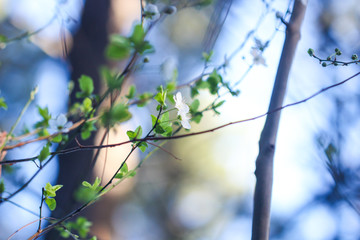 Shallow Leaves and Branches