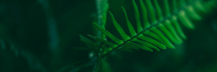 Plant branches with green leaves close up view. Natural environment, ecology, lush forest trees foliage. Beautiful botanical background with copyspace. Illuminated greenery at nighttime