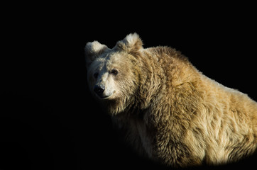 Fototapeta premium Himalayan brown bear on black background