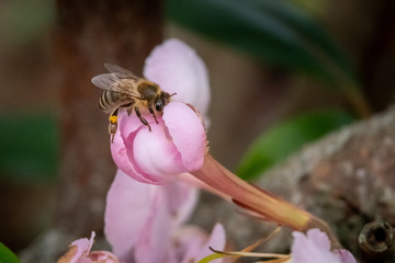 Close up of bee sitting on pink flower bud