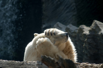 The polar bear (Ursus maritimus) 