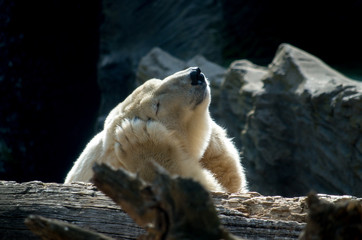 The polar bear (Ursus maritimus) 