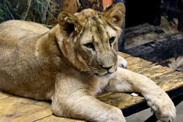 lion in zoo