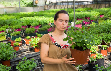 Woman checking mint in hothouse