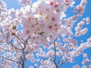 4月の桜