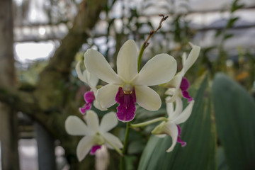 Fototapeta na wymiar White Dendrobium orchid in the garden