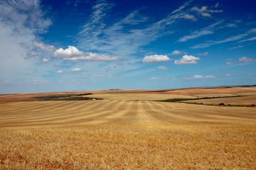 Fototapeta na wymiar Wheat field on the Route 62 near Oudtshoorn, South Africa
