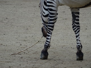 Zebra by near